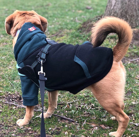 Varsity Dark Green